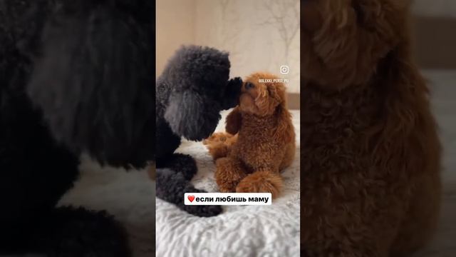 Самое милое видео вошло в чат 🤗🤗🤗❤️❤️❤️ смотреть онлайн