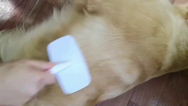 what you should know about pet comb смотреть онлайн