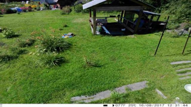 Willfine 3 0CG, Sifar 3.0 фотоловушка