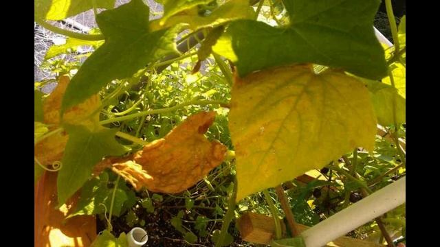 Почему желтеют листья у огурцов в теплице смотреть онлайн