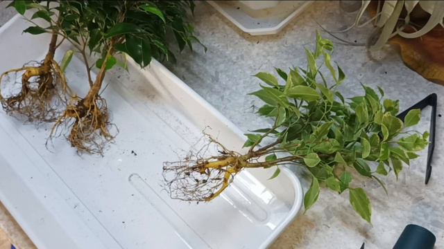 Пересадка #фикуса после покупки. 24.12.23 Деление куста, или хочу Бонсай! смотреть онлайн