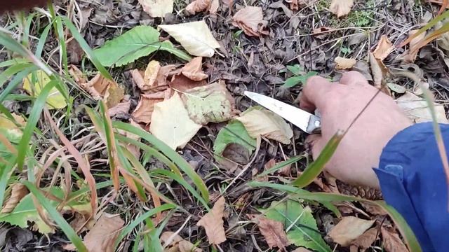 Собираем рыжики,тихая охота в Крыму-2022.Октябрь смотреть онлайн