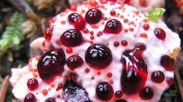 Невероятные грибы! Они съедобные? смотреть онлайн