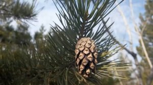 Звуки весны (Sounds of Spring)