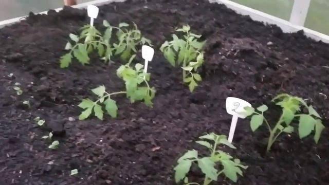 Февральская рассада уже на грядке в теплице / Конец Марта смотреть онлайн