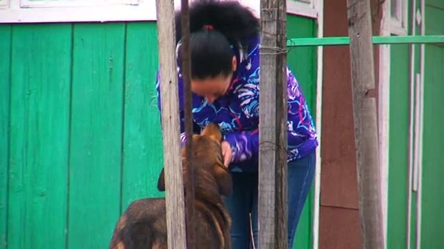 Бездомная дворняга вывела своих щенков к жителям Радиоцентра смотреть онлайн