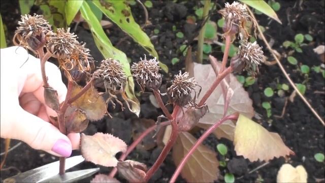 Осенний посев семян многолетних цветов. смотреть онлайн