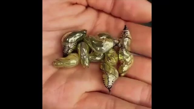 Удивительные соседи. Южноамериканская бабочка Tithorea tarricina. смотреть онлайн