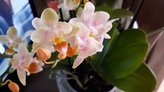 Мои новые и чем поливаю цветущие орхидеи. смотреть онлайн