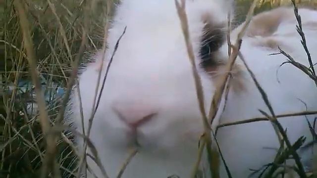 Гуляем на речке! смотреть онлайн