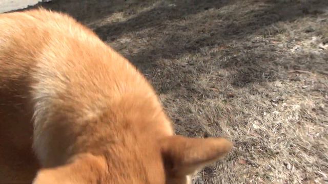 Смелый индюшонок смотреть онлайн