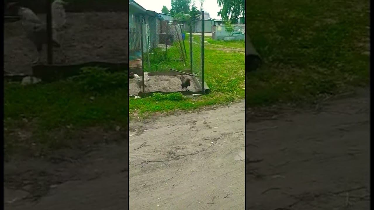 Курица наваляла вороне смотреть онлайн