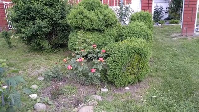 Жёлто-оранжевая роза "Куба данс". Лето 2021. смотреть онлайн