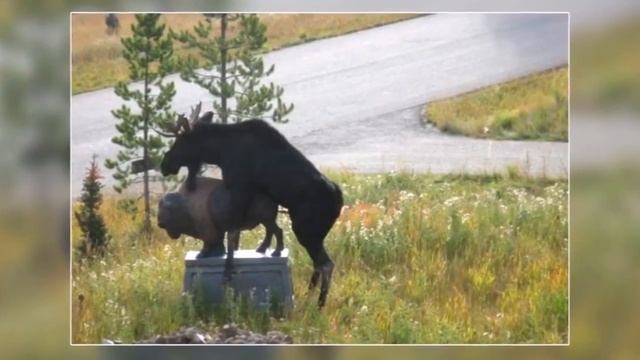 Забавные животные и мгновенные ошибки спаривание партнера
