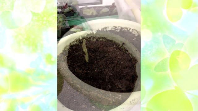 Проект: «Растения земли нас радуют и украшают»