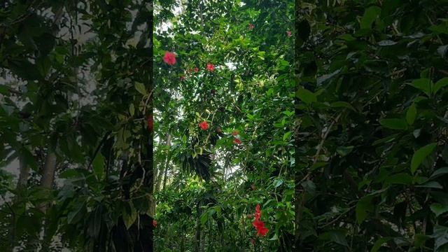 Буддийские храмы Шри-Ланки. смотреть онлайн