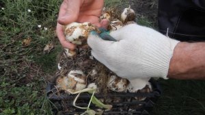 Рябчик императорский - зачем выкапывать его на лето...