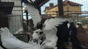 Голуби Иранские, Широкохвостые Бакинские Голуби! В гостях у Григория телефон для ? +79034451665!