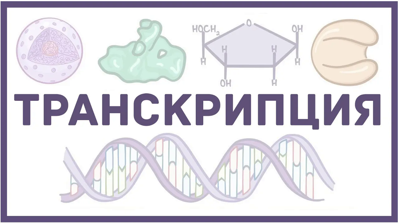 Транскрипция ДНК - биология и физиология клетки смотреть онлайн