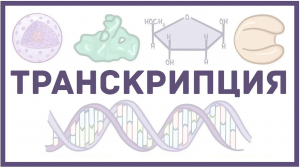 Транскрипция ДНК - биология и физиология клетки