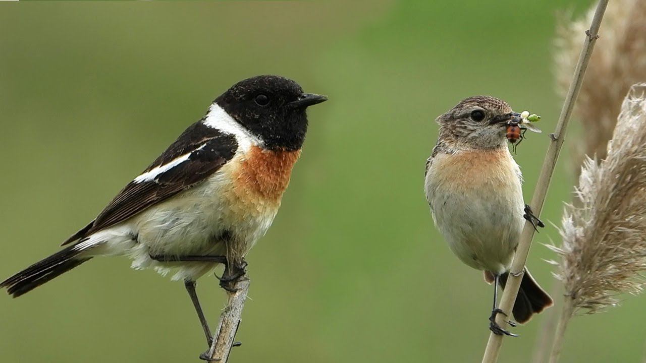 Азиатский Черноголовый Чекан. Самец и самка возле гнезда / Siberian stonechat (Saxicola maurus) смотреть онлайн