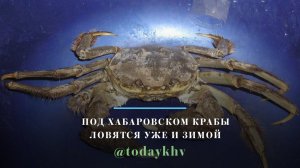 Под Хабаровском крабы ловятся уже и зимой