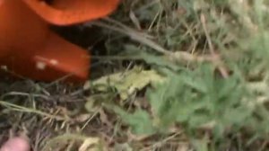 Обзор триммера штиль фс 38 (stihl fs 38)