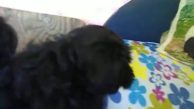 Щенки ризeншнауцера в питомнике Роман-Кош. смотреть онлайн