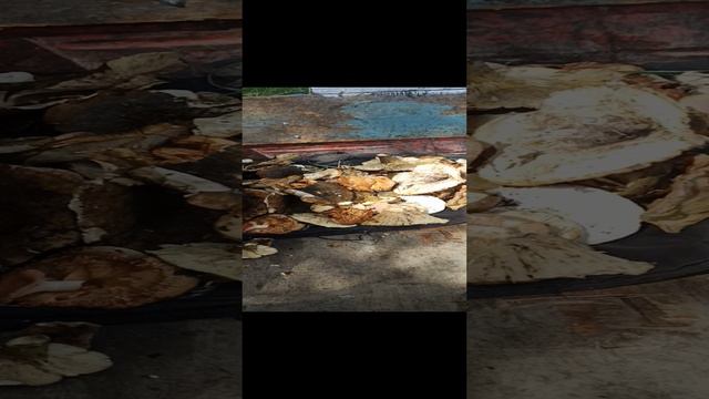 съездил за грибами