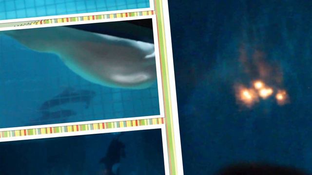 Москвариум. Самый большой аквариум в Москве. Контактный аквариум. смотреть онлайн