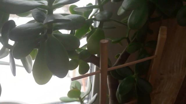 Татьянин дом🏡. Хроника домашнее видео 26 марта📅 2022г /Home 🏡video chronicle March📅 26, 2022 смотреть онлайн