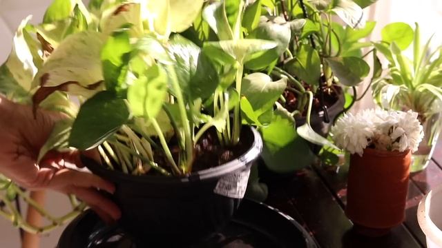 My Secret to Bushy and Longer Money Plant (Pothos) смотреть онлайн