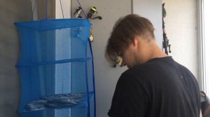 Как сушить рыбу, лучше всего?! Сушилка для рыбы в помощь!