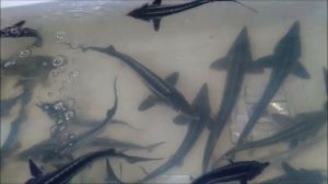 УЗВ НА 1 ТОННУ ОСЕТРА В ГОД. ЦЕНА ??