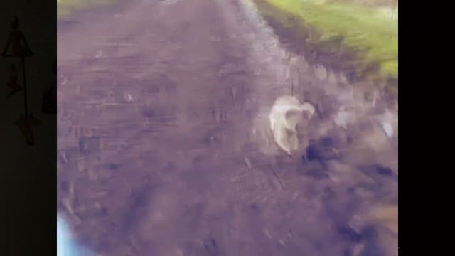 This is Хорошо - Как помыть кота? ( =①ω①=) смотреть онлайн