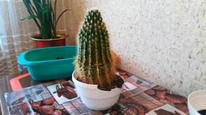 Эхинокактус Грузони.Колкая пересадка в новый горшок