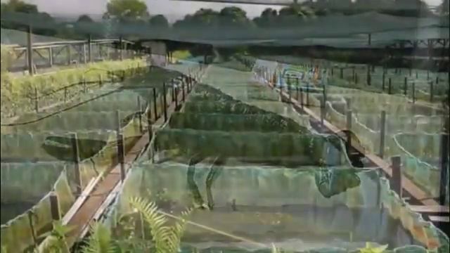 Речной рак в домашних условиях смотреть онлайн