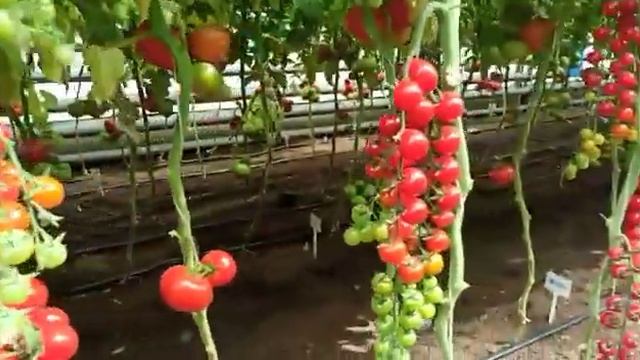 Томат черри Эльф F1 смотреть онлайн