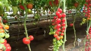 Томат черри Эльф F1