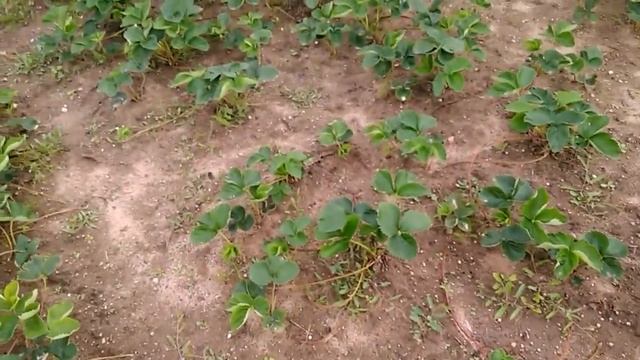 Клубника сорт Вайбрант. Ранний. Питомник. смотреть онлайн