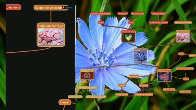 Полезные свойства травы и корня цикория смотреть онлайн