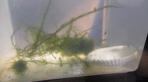 Аквариумные креветки , размножение