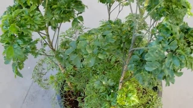 Polyscias Guilfoylei and Fruticosa in the same Pot смотреть онлайн