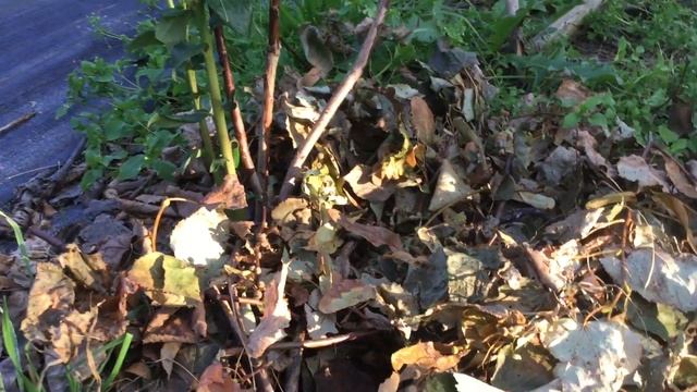 ЖИЗНЬ в ГЛУХОЙ ДЕРЕВНЕ. БЕЛАРУСЬ Голубика и мульчирование у меня в саду смотреть онлайн