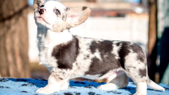 WELSH CORGI CARDIGAN ALEXANDRIIA - ALEANT Kennel - ALEANT LION HEART смотреть онлайн