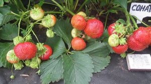 Соната- высокоурожайный сорт клубники среднего периода созревания