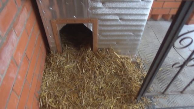 Какую подстилку положить зимой собаке в будку чтобы было тепло и сухо. Экономно и собаке нравится смотреть онлайн