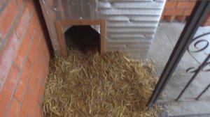 Какую подстилку положить зимой собаке в будку чтобы было тепло и сухо. Экономно и  собаке нравится