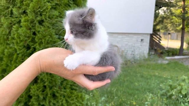 Серо-белый котёнок в добрые руки смотреть онлайн