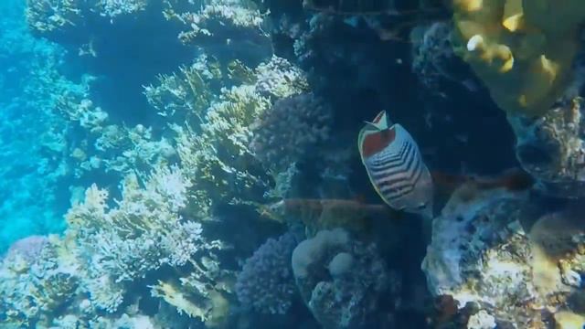 Рыбы Красного моря Риф отеля Reef Oasis Blue Bay 2 смотреть онлайн